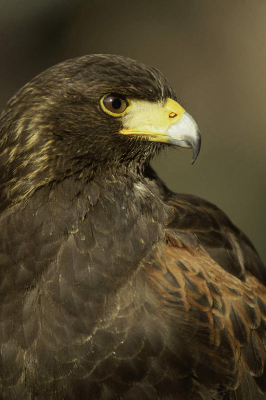头,无人,站,竖图,室外,特写,白天,正面,美景,植物,鸟,野生动物,鹰,朦胧,模糊,鸟类,景观,扭头,注视,树,树木,一只,绿色,自然,动物,观察,看,站着,转头,景色,生长,成长,观看,察看,关注,自然风光,凶猛,哈里斯鹰,鸢,栗翅鹰,残暴,凶残,头部,老鹰,站立,半身,彩图