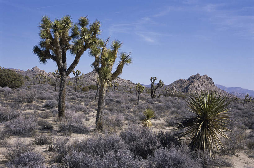 无人,公园,横图,室外,白天,正面,旅游,度假,石头,美景,山,山脉,植物,棕榈树,叶子,美国,石子,景观,山峰,云,云朵,绿叶,山峦,云彩,娱乐,树,树木,蓝色,绿色,白云,蓝天,天空,自然,群山,天,享受,休闲,嫩叶,景色,放松,生长,晴朗,成长,北美,北美洲,国家公园,加利福尼亚,自然风光,美洲,棕榈叶,加州,加利福尼亚州,金州,黄金州,北亚美利加洲,亚美利加洲,约书亚树国家公园,叶,叶片,石块,岩石,晴空,彩图