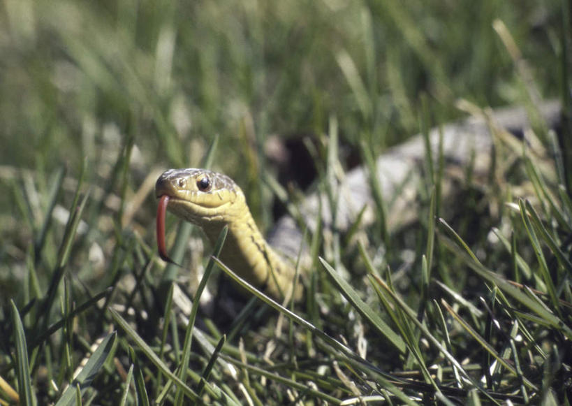 无人,横图,室外,特写,白天,正面,草地,草坪,美景,植物,野生动物,一条,阴影,朦胧,模糊,光线,爬行动物,蛇,影子,景观,注视,吐舌头,草,绿色,阳光,自然,动物,观察,看,趴着,景色,观看,察看,关注,自然风光,冷血动物,凶猛,脊椎动物,长虫,束带蛇,袜带蛇,残暴,凶残,趴,半身,彩图,冷血