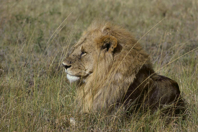 无人,横图,室外,白天,侧面,美景,植物,哺乳动物,野生动物,狮子,非洲,肯尼亚,阴影,枯萎,光线,影子,景观,枯草,注视,草,一只,黄色,阳光,自然,动物,观察,看,趴着,景色,观看,察看,国家公园,关注,自然风光,凶猛,阿非利加洲,肯尼亚共和国,马赛马拉国家公园,残暴,凶残,趴,半身,彩图