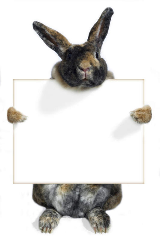 无人,站,竖图,室内,白天,白色背景,正面,指示牌,哺乳动物,握,阴影,反射,兔子,标志,广告牌,影子,注视,标识,一个,一只,动物,观察,看,站着,握着,摄影,影棚,单个,观看,兔,察看,关注,站立,彩图,全身,影棚拍摄,拍摄