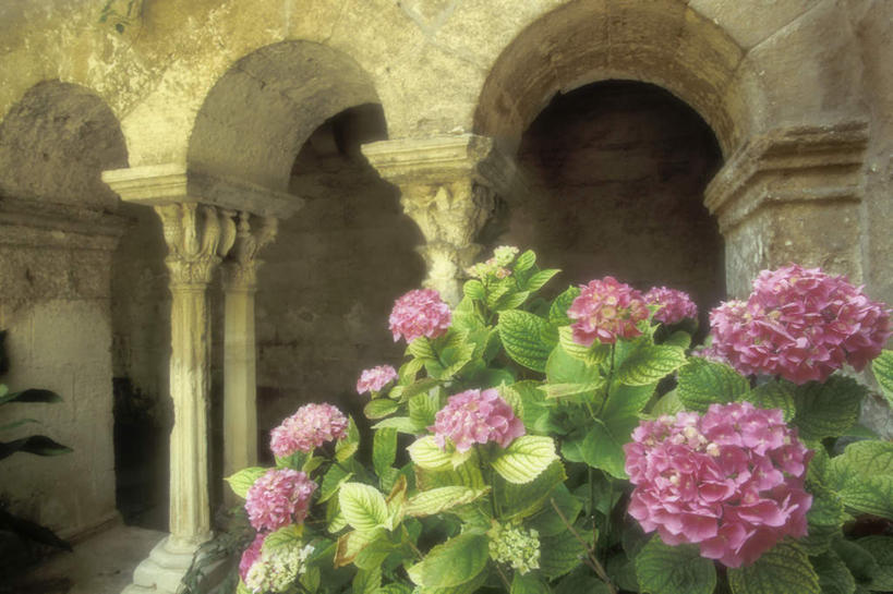 无人,横图,室外,白天,正面,旅游,度假,名胜古迹,标志建筑,地标,建筑,叶子,法国,欧洲,阴影,遗迹,盛开,光线,影子,墙,绿叶,花蕾,古迹,文物,娱乐,建设,古建筑,墙壁,墙面,花,花瓣,花朵,鲜花,粉色,阳光,花苞,花蕊,享受,休闲,嫩叶,旅游胜地,放松,古文明,圣雷米,法兰西共和国,法兰西第五共和国,罗纳河口,普罗旺斯.阿尔卑斯.蓝色海岸,普罗旺斯.阿尔卑斯.蓝色海岸大区,罗讷河口省,叶,叶片,彩图