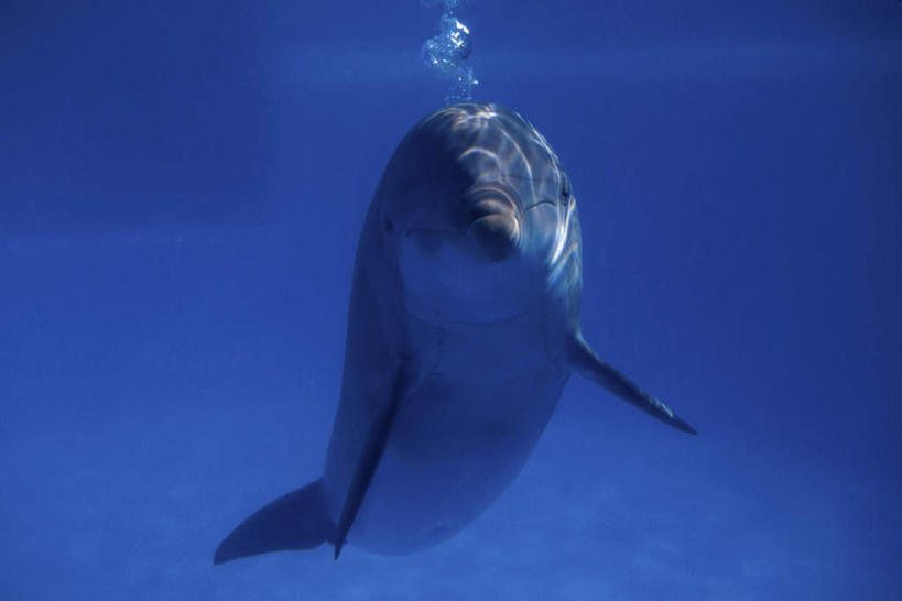 无人,横图,室外,白天,正面,海底,水下,海浪,海洋,美景,哺乳动物,海豚,阴影,光线,影子,景观,浪花,水底,注视,一只,阳光,自然,海水,动物,泡泡,观察,看,景色,可爱,海底世界,活泼,观看,察看,关注,自然风光,海景,胆鼻海豚,尖嘴海豚,宽吻海豚,瓶鼻海豚,大海,风浪,海,海床,海水的波动,近岸浪,涌浪,彩图,全身