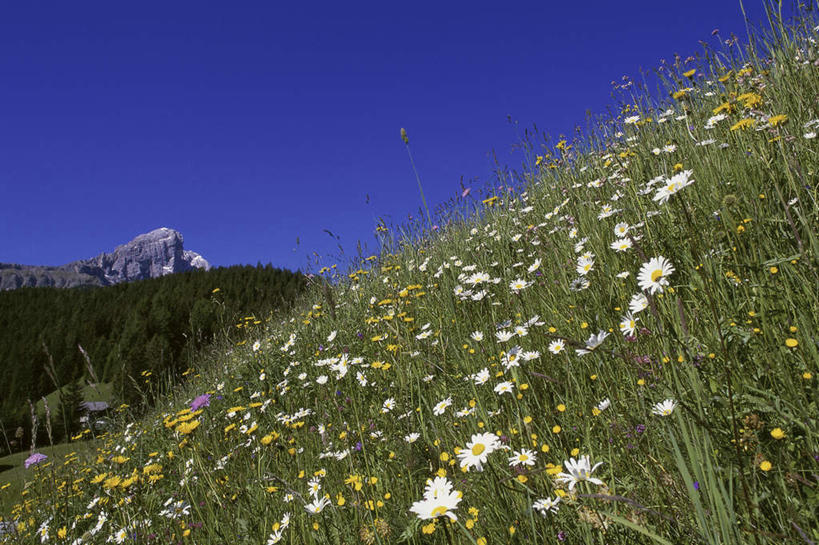 无人,横图,室外,白天,仰视,旅游,度假,草地,草坪,花海,花圃,石头,美景,山,山脉,植物,叶子,意大利,欧洲,阴影,盛开,光线,石子,影子,景观,山峰,山峦,花蕾,娱乐,草,花,花瓣,花朵,花卉,鲜花,蓝色,绿色,蓝天,天空,阳光,自然,花丛,花束,花田,群山,天,花苞,花蕊,享受,休闲,景色,放松,晴朗,南欧,自然风光,万里无云,意大利共和国,白云石山,石块,岩石,晴空,晴空万里,彩图,低角度拍摄
