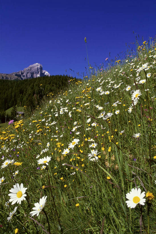 无人,竖图,室外,白天,仰视,旅游,度假,草地,草坪,花海,花圃,石头,美景,山,山脉,植物,叶子,意大利,欧洲,阴影,盛开,光线,石子,影子,景观,山峰,山峦,花蕾,娱乐,草,花,花瓣,花朵,花卉,鲜花,蓝色,绿色,蓝天,天空,阳光,自然,花丛,花束,花田,群山,天,花苞,花蕊,享受,休闲,景色,放松,晴朗,南欧,自然风光,万里无云,意大利共和国,白云石山,石块,岩石,晴空,晴空万里,彩图,低角度拍摄