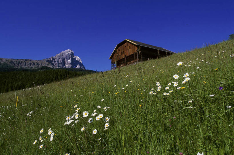 无人,家,木屋,横图,室外,白天,仰视,旅游,度假,草地,草坪,花海,花圃,美景,山,山脉,植物,叶子,意大利,欧洲,阴影,盛开,光线,影子,景观,山峰,山峦,花蕾,娱乐,住宅,草,花,花瓣,花朵,花卉,鲜花,树,树木,蓝色,绿色,蓝天,天空,阳光,自然,花丛,花束,花田,群山,天,花苞,花蕊,享受,休闲,景色,放松,生长,晴朗,成长,南欧,自然风光,万里无云,意大利共和国,白云石山,晴空,晴空万里,彩图,低角度拍摄,茅舍,茅屋,棚屋,小木屋,小屋