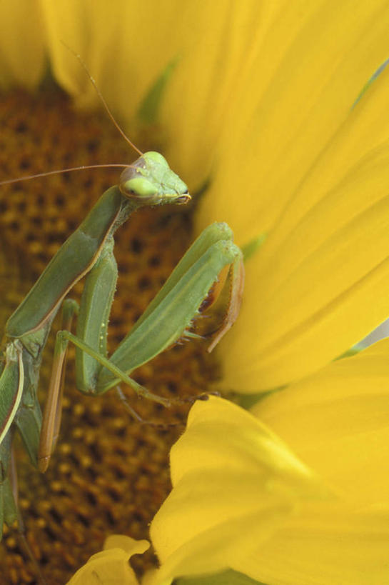 无人,站,竖图,俯视,室外,特写,白天,爱情,幸福,美景,太阳,向日葵,朦胧,模糊,盛开,昆虫,螳螂,景观,花蕾,注视,花,花瓣,花朵,鲜花,一朵,一只,黄色,绿色,自然,动物,花苞,花蕊,观察,看,站着,景色,观看,察看,关注,自然风光,刀螂,光辉,益虫,沉默,忠诚,勇敢,大刀螂,投缘,爱慕,高傲,朝阳花,葵花,望日莲,向阳花,转日莲,站立,半身,彩图,高角度拍摄