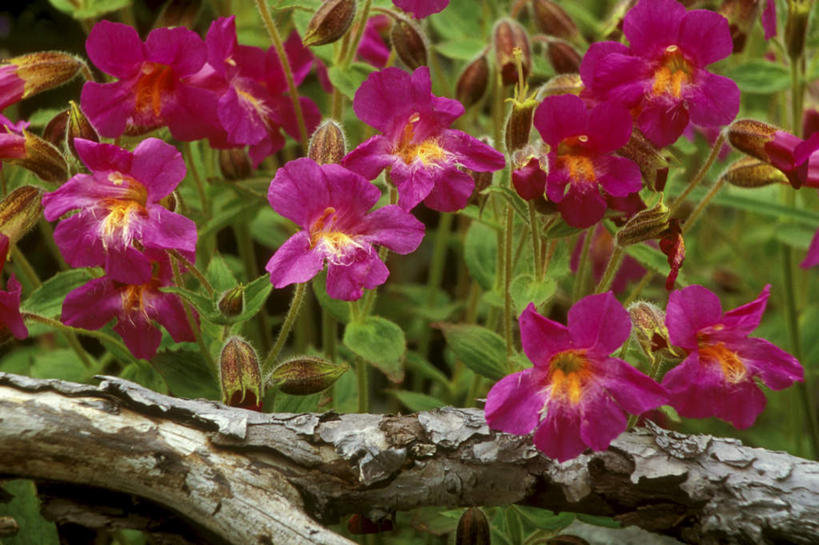 无人,横图,室外,白天,正面,旅游,度假,美景,植物,叶子,朦胧,模糊,盛开,景观,绿叶,树桩,枝条,花蕾,娱乐,花,花瓣,花朵,鲜花,树,树干,树木,树枝,粉色,自然,花苞,花蕊,享受,休闲,嫩叶,木桩,景色,放松,自然风光,猴面花,虬枝,枝杈,沟酸浆,锦花沟酸浆,叶,叶片,彩图