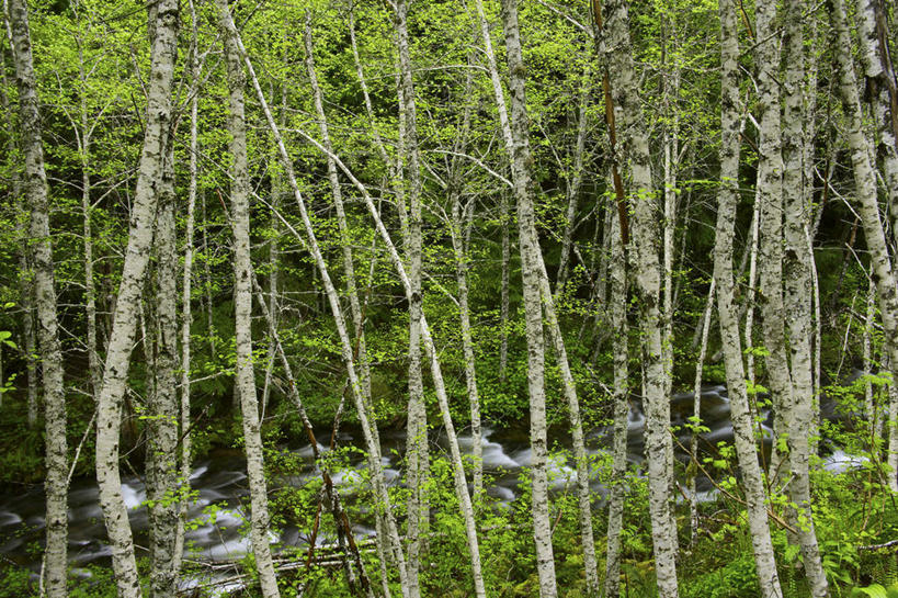无人,横图,室外,白天,正面,旅游,度假,河流,石头,美景,森林,山,山脉,树林,水,植物,美国,朦胧,模糊,石子,河水,景观,山峰,水流,山峦,娱乐,树,树木,绿色,小溪,自然,群山,溪水,享受,休闲,景色,放松,生长,成长,北美,北美洲,自然风光,美洲,俄勒冈州,沉积岩,俄勒冈,北亚美利加洲,亚美利加洲,落日之州,水獭之州,海狸州,水成岩,胡德山,石块,岩石,彩图