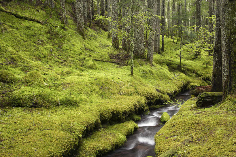 无人,横图,室外,白天,正面,旅游,度假,河流,石头,美景,森林,山,山脉,树林,水,植物,美国,朦胧,模糊,石子,河水,景观,山峰,水流,山峦,娱乐,树,树木,绿色,小溪,自然,群山,溪水,享受,休闲,景色,放松,生长,成长,北美,北美洲,自然风光,美洲,俄勒冈州,沉积岩,俄勒冈,北亚美利加洲,亚美利加洲,落日之州,水獭之州,海狸州,水成岩,胡德山,石块,岩石,彩图