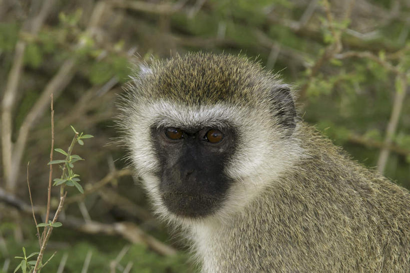 头,无人,横图,室外,特写,白天,侧面,旅游,度假,美景,森林,树林,植物,哺乳动物,猴,野生动物,猴子,朦胧,模糊,景观,注视,娱乐,树,树木,一只,绿色,自然,动物,观察,看,享受,休闲,景色,放松,可爱,活泼,生长,成长,观看,察看,关注,自然风光,长尾猴,头部,半身,彩图