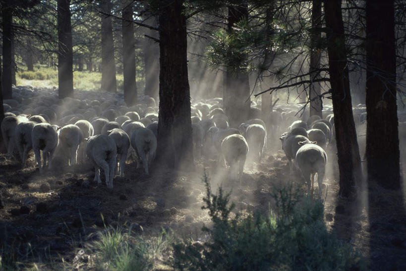 无人,站,走,吃,横图,室外,白天,正面,旅游,度假,美景,森林,树林,植物,羊,许多,阴影,光线,影子,景观,尘埃,注视,娱乐,树,树木,绿色,阳光,自然,动物,低头,观察,看,站着,享受,休闲,家畜,景色,放松,牲畜,生长,成长,观看,灰尘,尘土,察看,关注,自然风光,飞扬,垂头,飞腾,绵羊,步行,嚼,食,站立,走路,半身,彩图