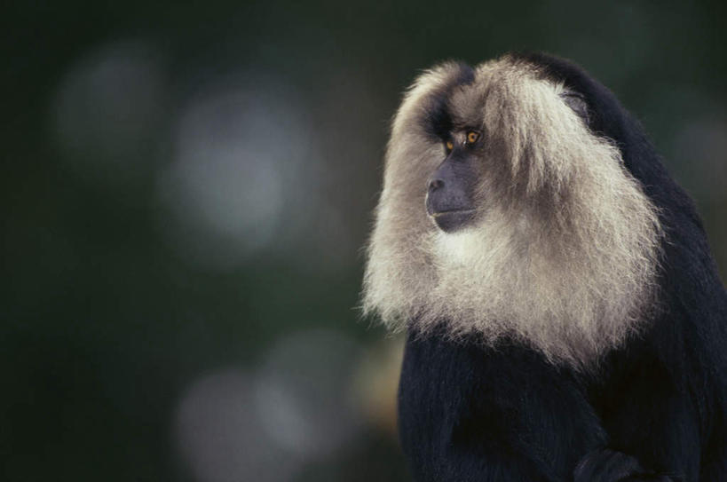 头,无人,横图,室外,特写,白天,正面,美景,植物,野生动物,猴子,阴影,朦胧,模糊,光线,影子,景观,注视,树,树木,一只,绿色,阳光,自然,动物,观察,看,景色,可爱,活泼,生长,成长,观看,察看,关注,自然风光,猕猴,冠毛猕猴,帽猴,头部,彩图