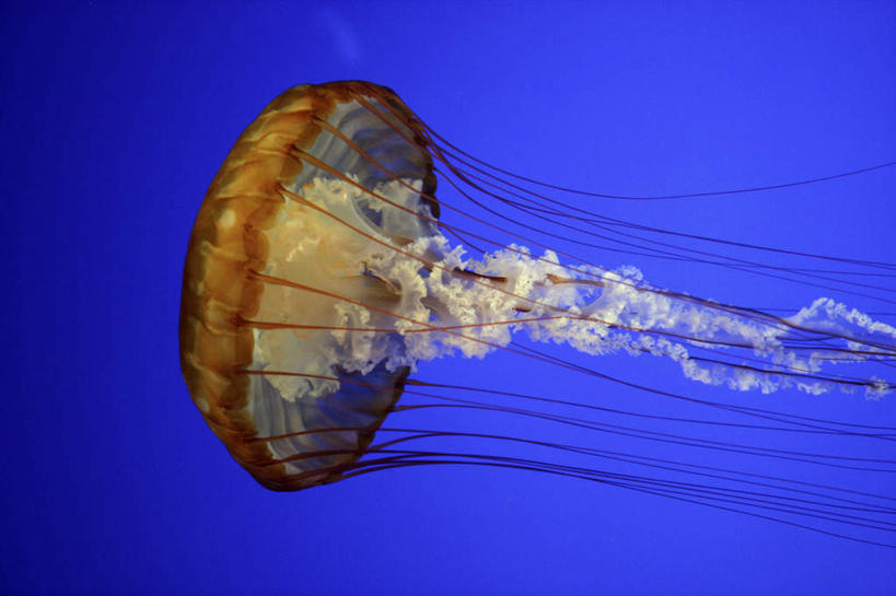 无人,横图,室外,特写,白天,正面,海底,水下,海浪,海洋,美景,蓝色背景,景观,浪花,水底,美丽,海洋生物,无脊椎动物,一只,自然,海水,景色,海底世界,自然风光,水生动物,浮游动物,水生物,凶猛,海景,海底动物,大海,风浪,海,海床,海水的波动,近岸浪,涌浪,水母,半身,彩图