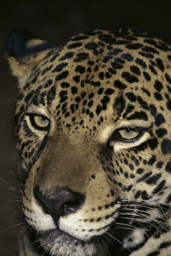 头,无人,竖图,室外,特写,白天,正面,旅游,度假,美景,野生动物,花纹,朦胧,模糊,景观,注视,娱乐,一只,自然,动物,观察,看,享受,休闲,景色,放松,观看,察看,关注,自然风光,美洲豹,凶猛,美洲虎,残暴,凶残,头部,半身,彩图