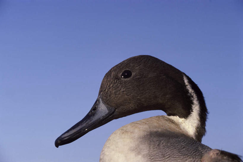头,无人,横图,室外,特写,白天,仰视,旅游,度假,美景,鸟,阴影,光线,鸟类,影子,景观,注视,娱乐,一只,蓝色,蓝天,天空,阳光,自然,天,观察,看,享受,休闲,景色,放松,晴朗,观看,察看,关注,自然风光,万里无云,长闹,长尾凫,拖枪鸭,针尾鸭,中鸭,头部,晴空,晴空万里,半身,彩图,低角度拍摄