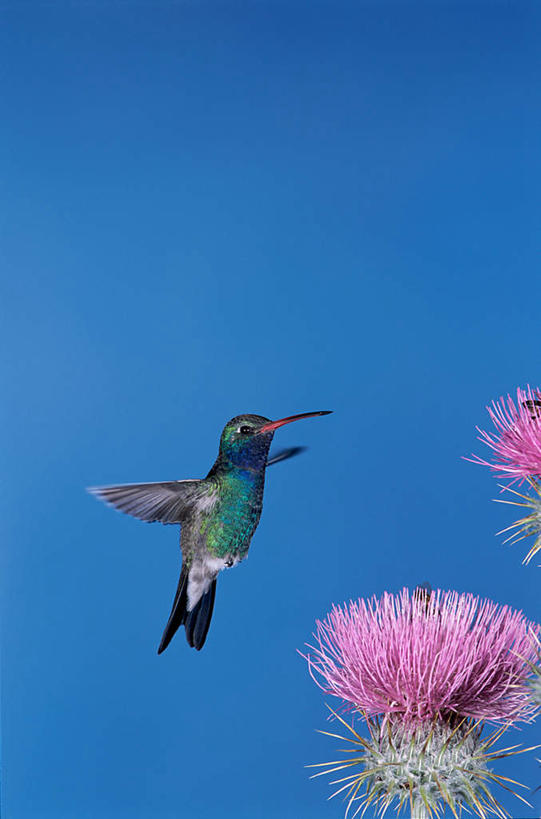 无人,竖图,室外,特写,白天,仰视,蜂鸟,鸟,飞翔,伸展,张开,展翅,阴影,盛开,飞行,光线,翅膀,鸟类,影子,翱翔,花蕾,注视,飞舞,花,花瓣,花朵,鲜花,一只,粉色,蓝色,蓝天,天空,阳光,天,花苞,花蕊,观察,看,晴朗,观看,察看,关注,张开翅膀,万里无云,遨游,漫游,展开翅膀,阔嘴蜂鸟,晴空,晴空万里,彩图,低角度拍摄,全身