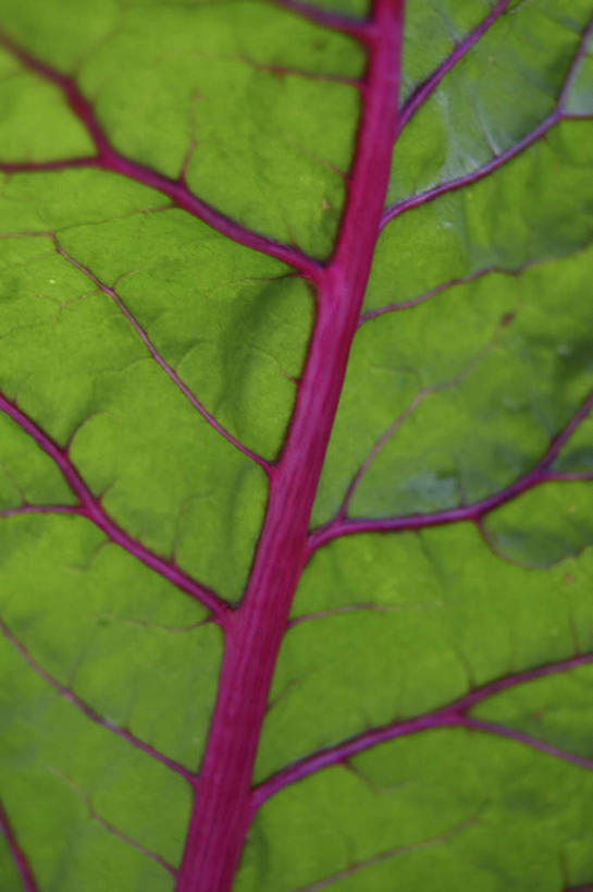 无人,竖图,室内,白天,正面,植物,蔬菜,叶子,新鲜,纹理,食品,绿叶,甜菜,食物,绿色,嫩叶,有机食品,绿色食品,肌理,菾菜,叶,叶片,叶脉,彩图