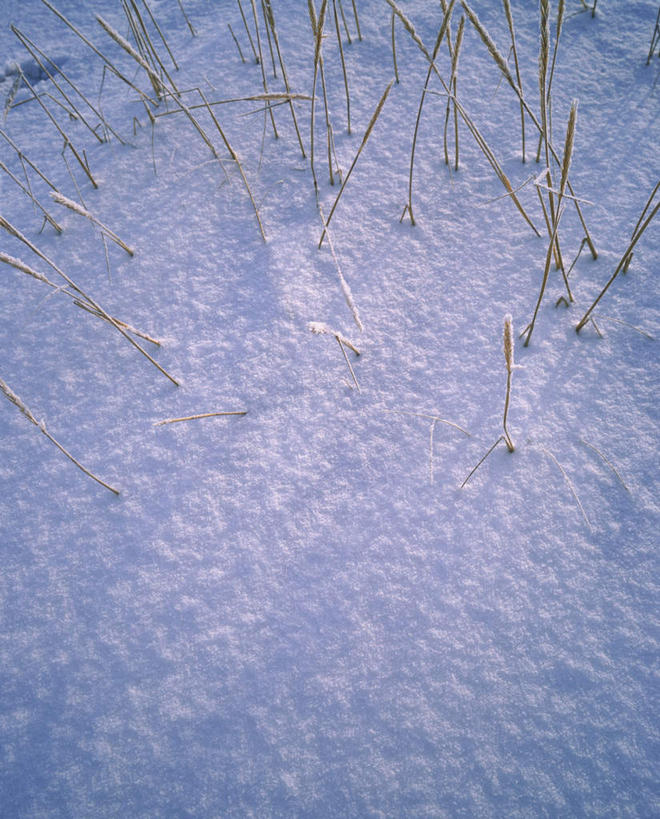 无人,竖图,俯视,室外,白天,旅游,度假,美景,雪,大雪,芦苇,叶子,欧洲,冰岛,积雪,景观,雪景,冬季,冬天,粽叶,绿叶,娱乐,自然,享受,休闲,嫩叶,景色,放松,寒冷,自然风光,北欧,冰岛共和国,箬叶,芦苇叶,严寒,叶,叶片,彩图,高角度拍摄