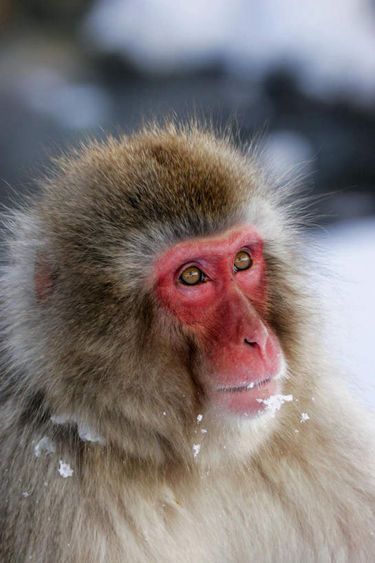 头,无人,竖图,室外,特写,白天,正面,雪,大雪,野生动物,猴子,朦胧,模糊,积雪,雪景,冬季,冬天,注视,一只,黄色,红色,动物,观察,看,寒冷,可爱,活泼,观看,察看,关注,猕猴,日本猕猴,严寒,头部,半身,彩图