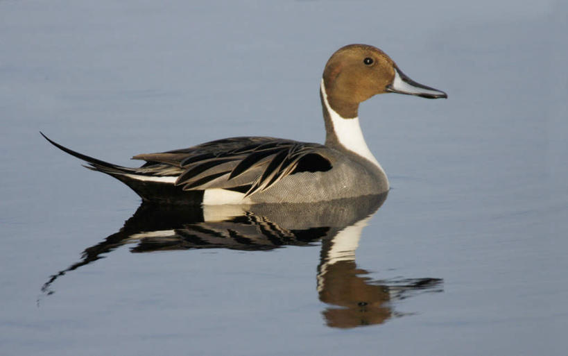 游泳,无人,横图,室外,特写,白天,侧面,河流,水,鸟,鸟类,河水,水流,注视,一只,倒影,观察,看,观看,察看,倒映,关注,泅水,长闹,长尾凫,拖枪鸭,针尾鸭,中鸭,反照,拍浮,彩图,全身