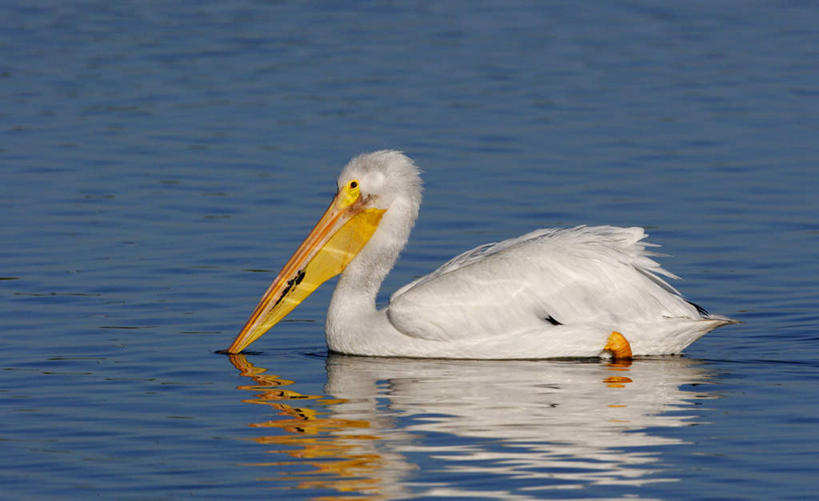 游泳,无人,横图,室外,白天,侧面,河流,水,鸟,波纹,鸟类,河水,水流,涟漪,注视,一只,白色,倒影,水纹,波浪,观察,看,观看,察看,倒映,关注,鹈鹕,塘鹅,水晕,泅水,白鹈鹕,反照,拍浮,彩图,全身