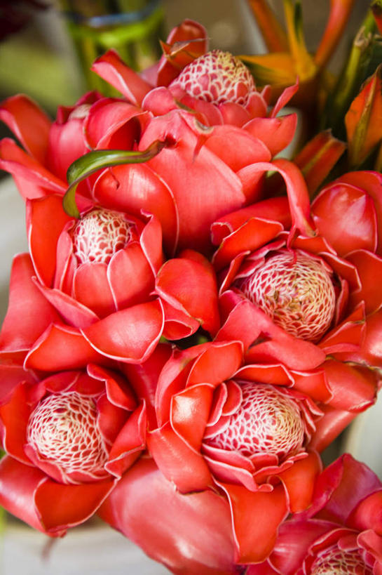 无人,商店,竖图,俯视,室内,特写,白天,购物,消费,植物,叶子,许多,盛开,纹理,绿叶,很多,花蕾,商铺,花,花瓣,花朵,鲜花,红色,绿色,花苞,花蕊,嫩叶,金融,大洋洲,选购,贸易,塔希提岛,法属波利尼西亚,社会群岛,肌理,大溪地,血拼,法属玻利尼西亚,市肆,商号,塔西提岛,叶,叶片,叶脉,彩图,高角度拍摄,店铺