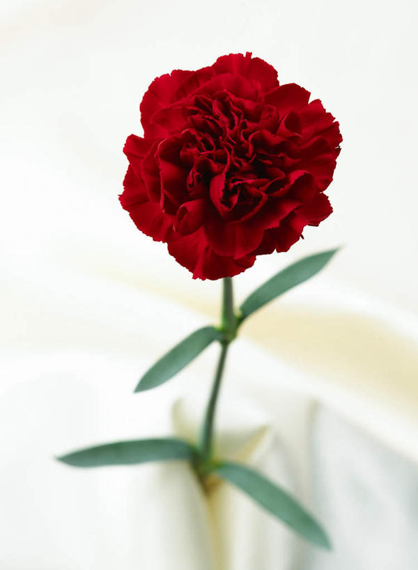 无人,竖图,俯视,室内,特写,白天,白色背景,热情,康乃馨,母亲节,节日,朦胧,模糊,庆祝,装饰,盛开,祝福,花蕾,文化,花,花瓣,花朵,鲜花,一朵,红色,花苞,花蕊,庆典,母爱,清纯,摄影,影棚,纪念,华丽,修饰,点缀,亲情,衬托,美观,雅致,雅观,思念,宽容,热恋,真挚,荷兰石竹,大花石竹,狮头石竹,热心,麝香石竹,石竹,香石竹,彩图,高角度拍摄,影棚拍摄,拍摄,魅力