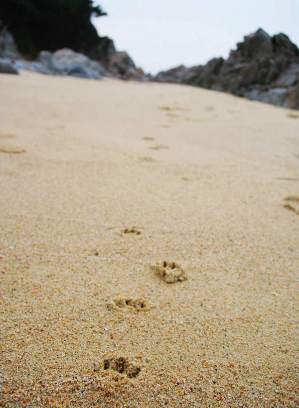 无人,竖图,室外,白天,正面,草地,草坪,美景,沙滩,植物,脚印,散落,沙子,海岸,景观,沙地,草,树,树木,蓝色,绿色,蓝天,天空,自然,天,景色,生长,晴朗,成长,足迹,零散,自然风光,万里无云,行踪,脚迹,海滩,晴空,晴空万里,彩图