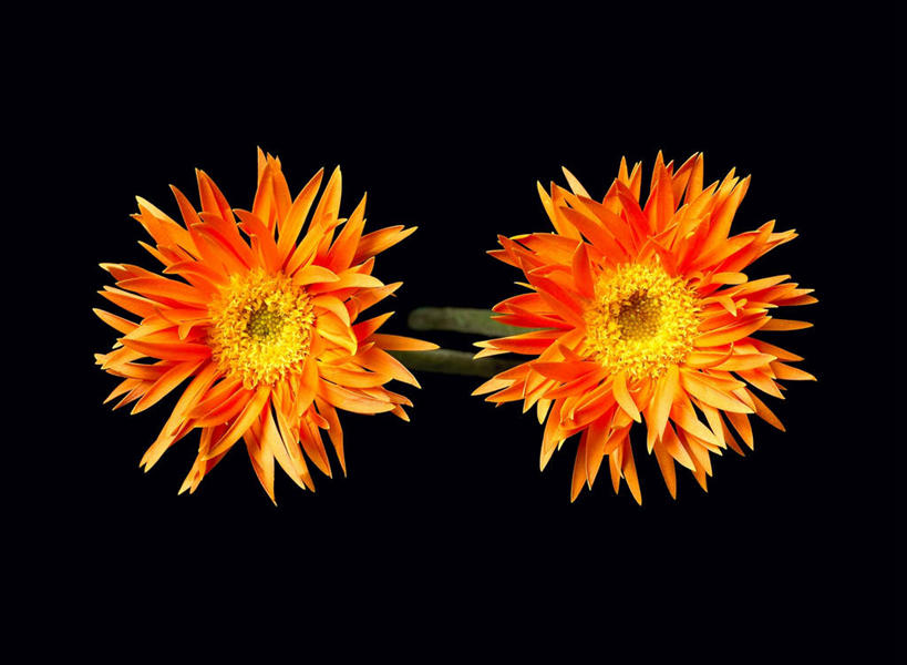 无人,横图,俯视,室内,特写,白天,黑色背景,盛开,非洲菊,花蕾,花,花瓣,花朵,鲜花,两朵,花苞,花蕊,橙色,菊花,摄影,影棚,扶郎花,灯盏花,千日菊,彩图,高角度拍摄,影棚拍摄,拍摄