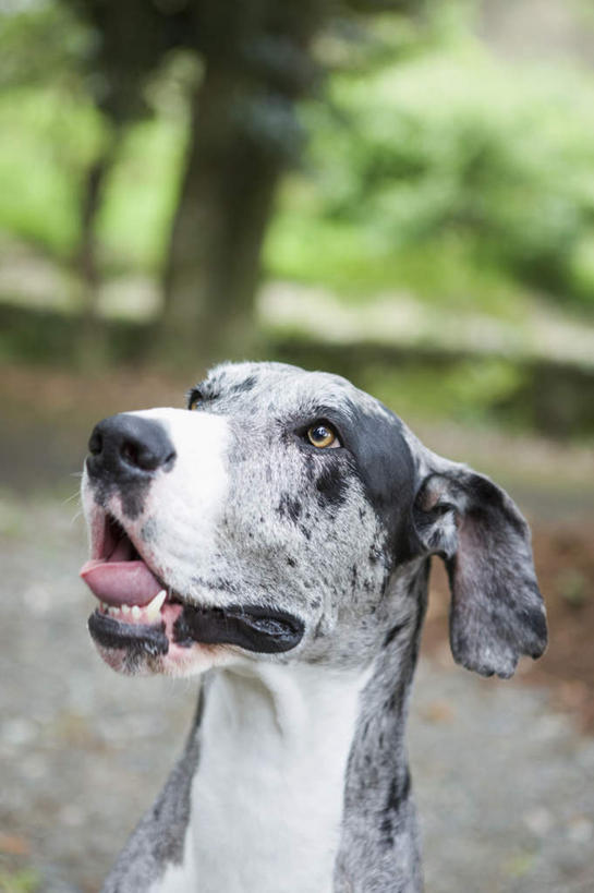 头,无人,坐,竖图,室外,特写,白天,正面,草地,草坪,美景,植物,道路,路,宠物,狗,阴影,朦胧,模糊,光线,影子,景观,小路,交通,注视,草,树,树木,一只,绿色,阳光,自然,动物,观察,看,张嘴,景色,可爱,生长,成长,观看,察看,关注,自然风光,张大嘴巴,忠诚,头部,张开嘴,犬,坐着,半身,彩图,苏格兰猎鹿犬,猎鹿犬