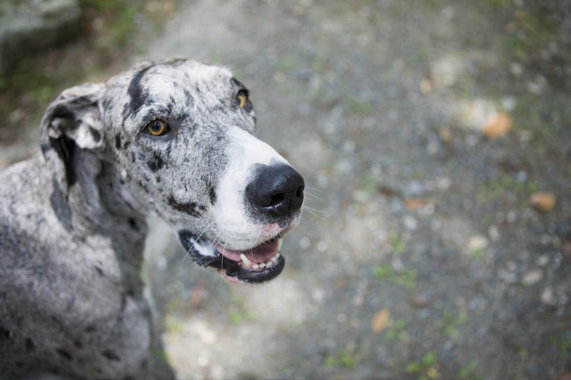 头,无人,站,横图,俯视,室外,特写,白天,美景,宠物,狗,阴影,朦胧,模糊,光线,影子,景观,扭头,注视,阳光,自然,动物,观察,看,站着,张嘴,转头,景色,可爱,观看,察看,关注,自然风光,张大嘴巴,忠诚,头部,张开嘴,犬,站立,半身,彩图,高角度拍摄,苏格兰猎鹿犬,猎鹿犬