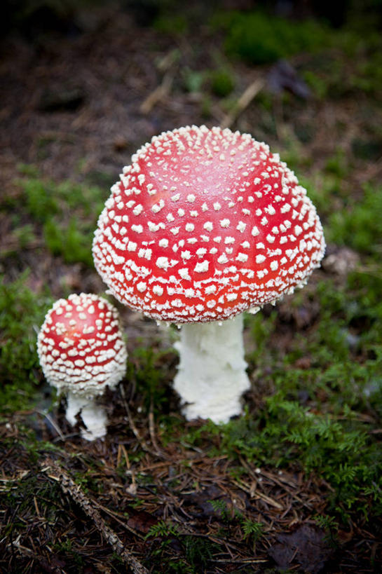 无人,竖图,俯视,室外,特写,白天,美景,植物,枯萎,朦胧,模糊,景观,泥土,土壤,蘑菇,枯草,青苔,苔藓,菌类,草,两个,黄色,红色,自然,景色,有毒,自然风光,毒蝇伞,毒蝇鹅膏菌,毒蘑菇,捕蝇菌,毒蝇菌,彩图,高角度拍摄,蟆菌