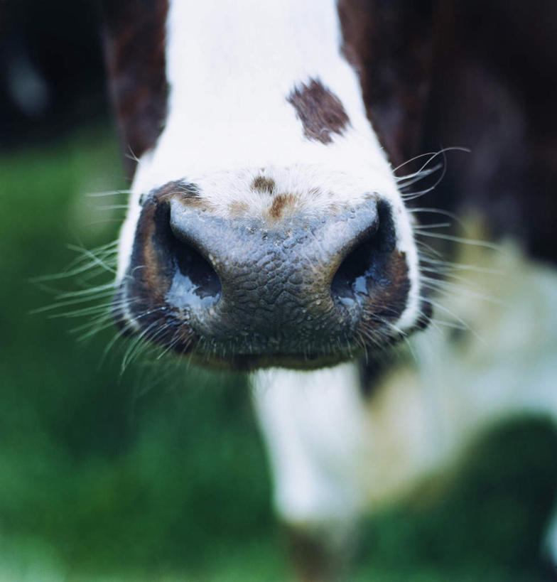 脸,头,鼻子,脸颊,无人,站,竖图,室外,特写,白天,正面,草地,草坪,植物,牛,一头,朦胧,模糊,草,一只,绿色,动物,站着,家畜,牲畜,头部,鼻,鼻孔,脸部,脸蛋,面部,站立,半身,彩图