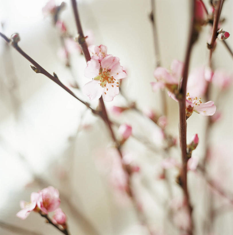 无人,方图,俯视,室内,特写,白天,爱情,植物,桃花,许多,阴影,朦胧,模糊,盛开,光线,影子,花,花瓣,花朵,花卉,鲜花,树,树木,桃树,粉色,绿色,阳光,自然,花蕊,生长,成长,俘虏,彩图,高角度拍摄