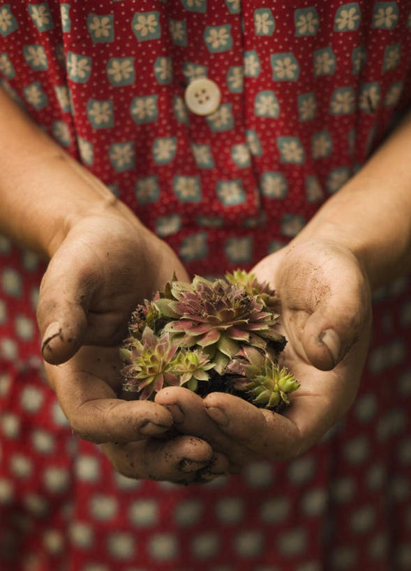 西方人,手,一个人,举,竖图,俯视,室内,特写,白天,裙子,植物,欧洲,欧洲人,双手,仅一个年轻女性,仅一个女性,仅一个人,许多,连衣裙,服装,盛开,拿,拿着,休闲装,花,花瓣,花朵,花卉,鲜花,衣服,红色,花蕊,托,休闲,手部,休闲服,服饰,失去,山力叶,石榴花,年轻女性,女人,女性,白种人,举起,举手,举着,向上举,向上伸,向上托,半身,彩图,高角度拍摄