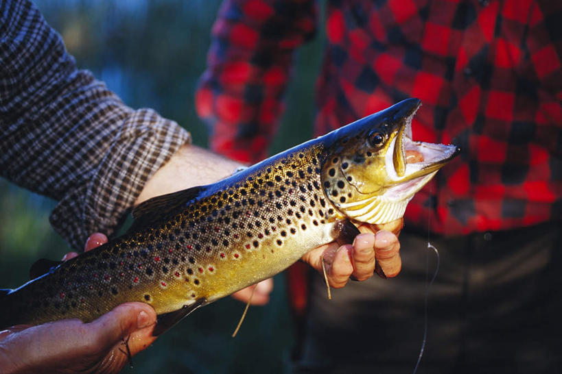 海鲜,西方人,手,两个人,站,举,横图,俯视,室外,特写,白天,鳟鱼,欧洲,欧洲人,双手,一条,握,阴影,服装,朦胧,模糊,光线,鱼,影子,拿,拿着,休闲装,水产,鱼类,海洋生物,衣服,阳光,托,站着,休闲,手部,休闲服,握着,服饰,水生动物,海产品,水生物,海底动物,鮅,赤眼鱼,红目鳟,红眼棒,男人,男性,年轻男性,白种人,野草鱼,举起,举手,举着,向上举,向上伸,向上托,站立,半身,彩图,高角度拍摄