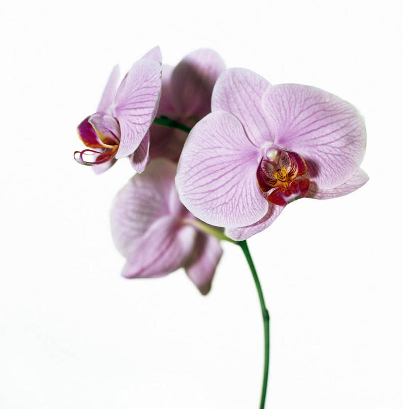 无人,竖图,室内,特写,白天,白色背景,正面,许多,盛开,花蕾,花,花瓣,花朵,鲜花,粉色,花苞,花蕊,摄影,影棚,高雅,淡泊,花中君子,兰花,彩图,影棚拍摄,拍摄
