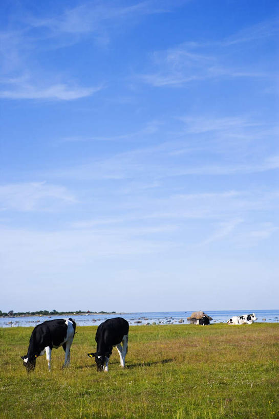 无人,吃,竖图,全景,室外,白天,正面,草地,草坪,海浪,海洋,天际线,植物,牛,三只,波纹,浪花,云,云朵,涟漪,云彩,草,蓝色,绿色,白云,蓝天,水纹,天空,海水,动物,波浪,天,低头,家畜,牲畜,晴朗,海景,水晕,大海,风浪,海,海水的波动,近岸浪,涌浪,晴空,奶牛,嚼,食,彩图,全身