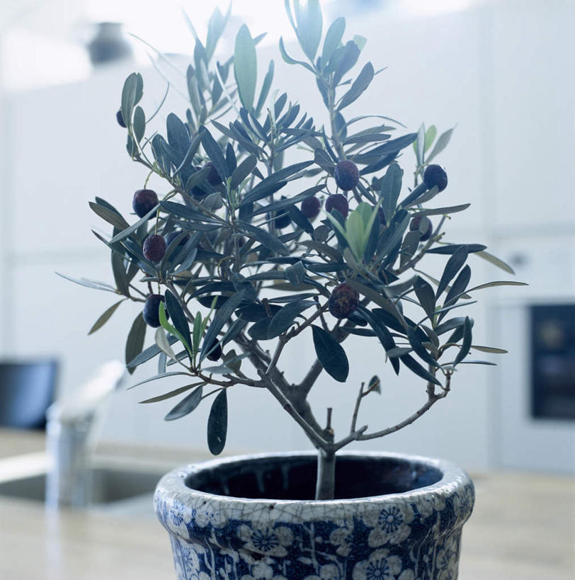 无人,竖图,室内,特写,白天,正面,植物,地板,许多,朦胧,模糊,装饰,木制,盆栽,墙,盆景,地面,木地板,墙壁,墙面,红色,绿色,自然,木制品,生长,成长,华丽,修饰,点缀,一盆,衬托,美观,雅致,雅观,齐墩果,油橄榄,彩图