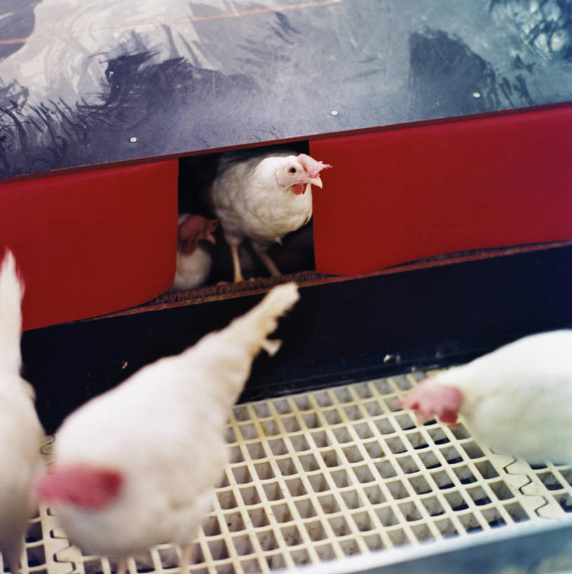 无人,站,竖图,俯视,室内,白天,鸡,一群,许多,阴影,反射,影子,很多,注视,家禽,白色,动物,观察,看,站着,牲畜,观看,察看,关注,食槽,饲料槽,站立,半身,彩图,高角度拍摄