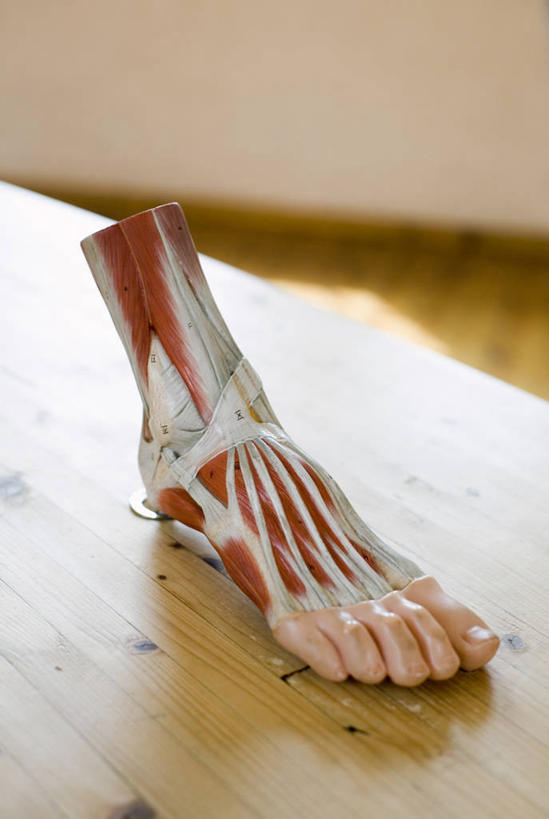 腿部,脚,脚趾,脚趾甲,内脏,动脉,静脉,骨骼,肌肉,腿,健壮,无人,竖图,俯视,室内,特写,白天,桌面,桌子,静物,朦胧,模糊,医学,木制,骨头,光脚,模型,木制品,健康,赤脚,活力,力量,人体,青春,骨架,生物学,人体器官,强壮,器官,生理学,脚指甲,彩图,高角度拍摄