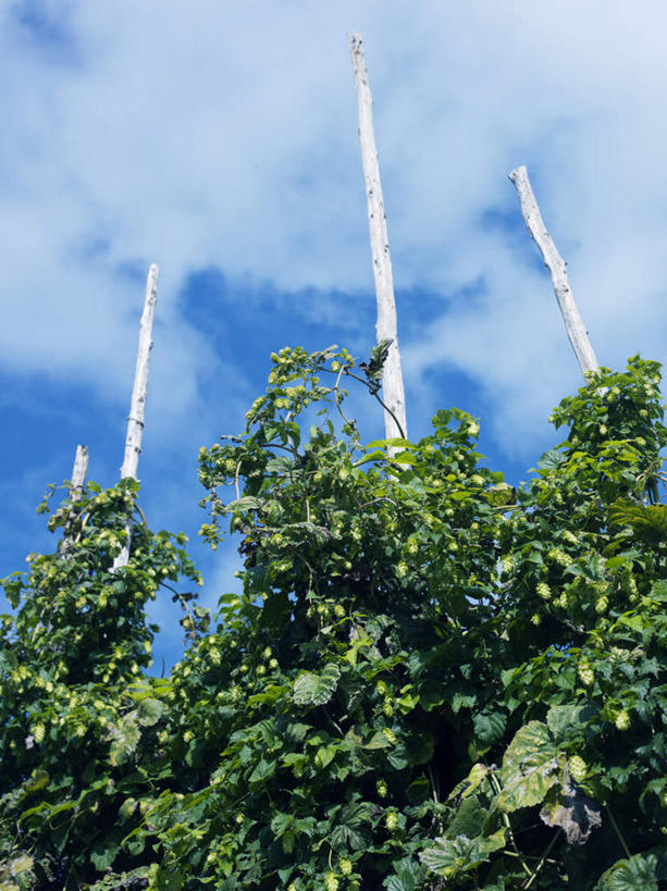 无人,竖图,室外,白天,仰视,叶子,云,云朵,绿叶,四根,云彩,树干,蓝色,白色,白云,蓝天,天空,天,藤蔓,嫩叶,晴朗,叶,叶片,晴空,彩图,低角度拍摄