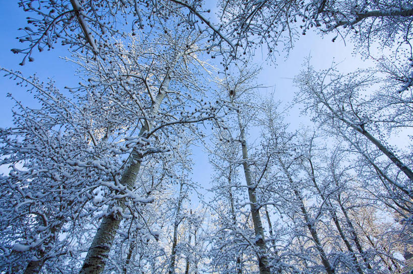 无人,公园,横图,室外,白天,仰视,旅游,度假,美景,森林,树林,雪,北京,中国,亚洲,覆盖,景观,冬天,娱乐,树,蓝色,风景,天空,自然,享受,休闲,景色,放松,寒冷,冷,摄影,生长,宁静,自然风光,东亚,发展,万里无云,朝阳区,彩图,低角度拍摄,林区,红领巾公园