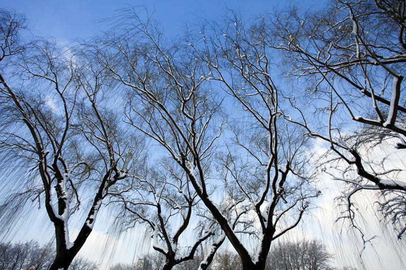 无人,公园,横图,室外,白天,仰视,旅游,度假,美景,雪,柳树,北京,中国,亚洲,覆盖,景观,冬天,娱乐,垂柳,树,蓝色,风景,天空,自然,享受,休闲,景色,放松,寒冷,冷,摄影,生长,宁静,自然风光,东亚,发展,万里无云,朝阳区,彩图,低角度拍摄,林区,红领巾公园