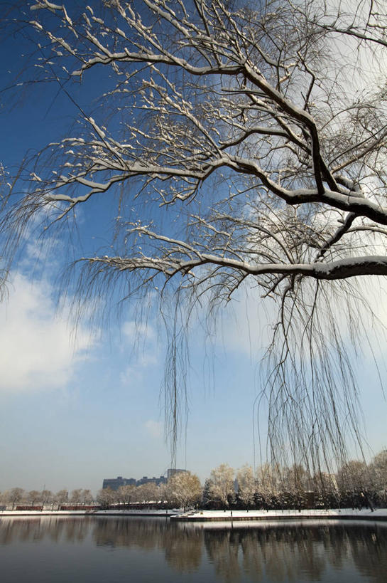 无人,公园,竖图,室外,白天,湖,美景,雪,柳树,北京,中国,亚洲,覆盖,池塘,景观,云,冬天,垂柳,树,蓝色,风景,天空,自然,景色,寒冷,冷,摄影,宁静,自然风光,东亚,朝阳区,彩图,红领巾公园