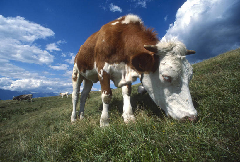 无人,农场,吃,横图,室外,牧场,哺乳动物,牛,野生动物,乳牛,图像,草,蓝色,天空,动物,摄影,牲畜,母牛,彩图