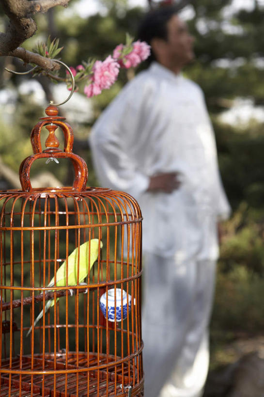 成年人,老年人,一个人,站,竖图,室外,白天,侧面,满意,友谊,宠物,鹦鹉,亚洲,吊挂,悬挂,鸟类,瓷器,丝绸,笼子,鸟笼,挂,手叉腰,传统,花,树,停车,衣服,绿色,自然,春天,叉腰,休闲,放松,同意,想,生活方式,宁静,退休,享乐,双手叉腰,近景,中国文化,东亚,万里无云,北京市,虎皮鹦鹉,老年男性,男人,男性,中国人,休闲活动,彩图,传统服装,传统文化,人老心不老,缎子