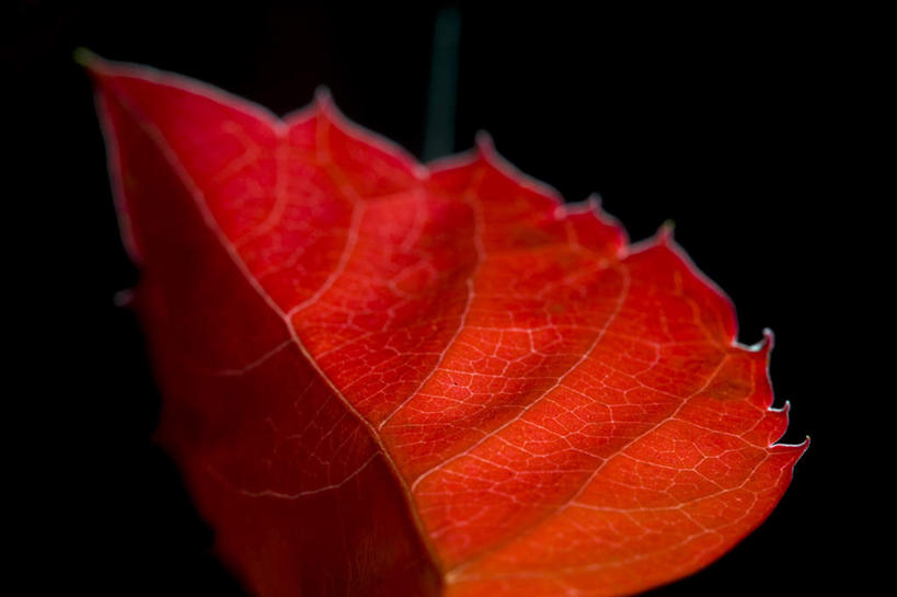 无人,横图,特写,仰视,植物,静物,叶子,一个,红色,摄影,单个,部分,草本,叶脉,彩图,低角度拍摄