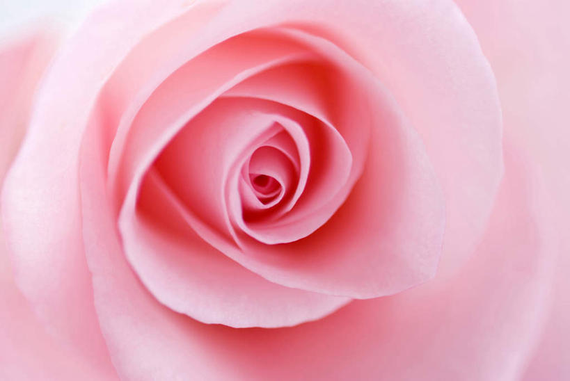 横图,留白,美景,盘绕,粉色背景,环绕,盛开,围绕,圆形,图形,圆,圆环,同心圆,景观,几何,花蕾,环抱,花,花瓣,花朵,鲜花,一朵,粉色,自然,花苞,花蕊,景色,摄影,缭绕,高雅,脆弱,环形,清新,数学,自然风光,纯净,柔和,完美,彩图,影棚拍摄,几何图形,平面图形